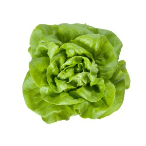 Sałata masłowa Lucrecia wygląd