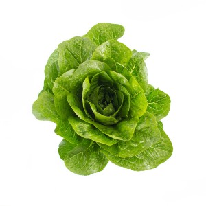 Sałata rzymska Madelona wygląd