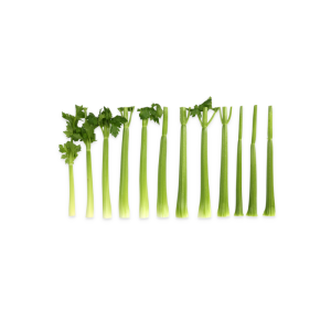 Seler łodygowy Girisha F1 łodyga