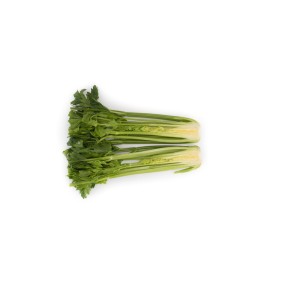 Seler naciowy Tejal F1 przekrój