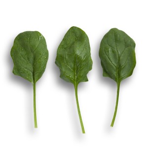 Szpinak Boa F1 wygląd