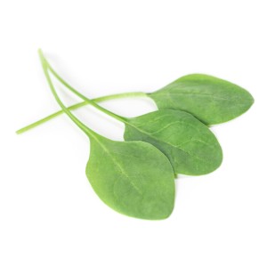 Szpinak Meerkat F1 wygląd