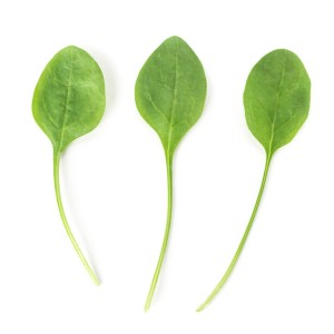 Nasiona szpinaku Meerkat F1