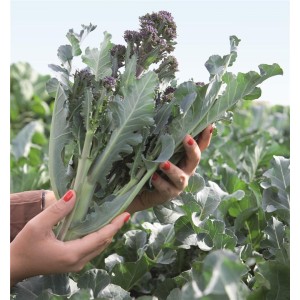 Brokuł Santee F1 wygląd