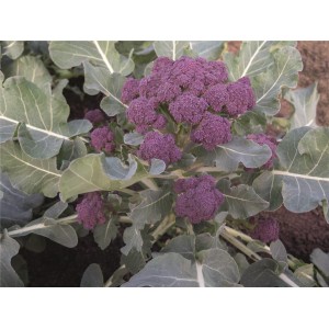 Nasiona brokuła Burgundy F1