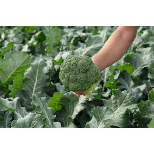 Brokuł Salinas F1 wygląd