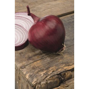 Cebula Red Lady F1 wygląd