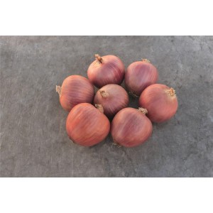 Cebula Blush F1 wygląd
