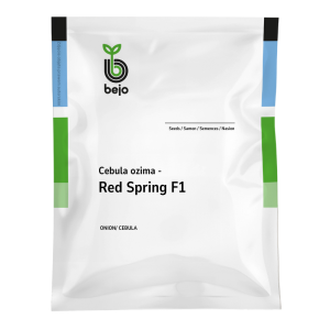 Cebula ozima Red Spring F1