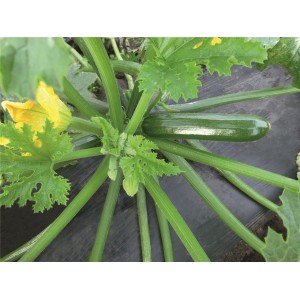 Cukinia Ladoga F1 wygląd