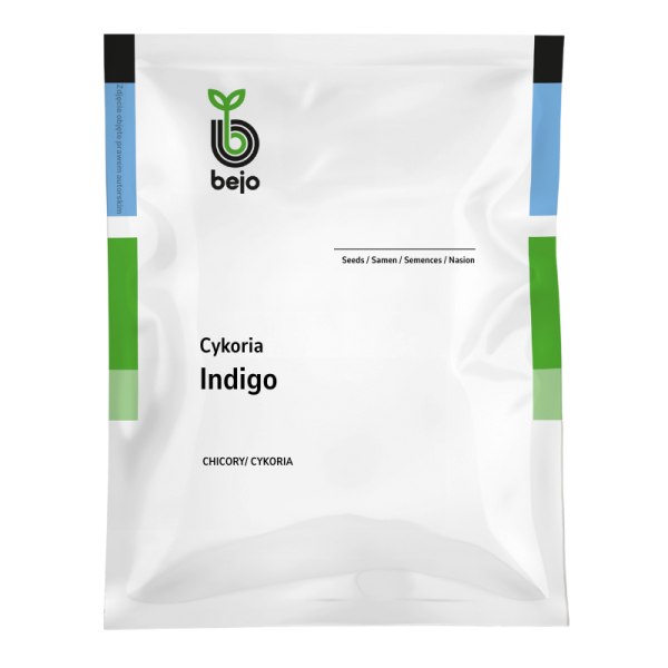 Cykoria liściowa Indigo