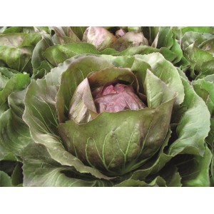 Cykoria liściowa Leonardo wygląd