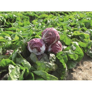 Cykoria liściowa Botticelli F1 wygląd