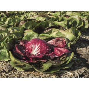 Cykoria liściowa Vasari wygląd