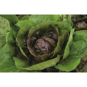 Cykoria liściowa Raffaello wygląd