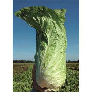 Cykoria liściowa Virtus wygląd