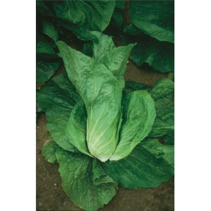 Cykoria liściowa Uranus wygląd