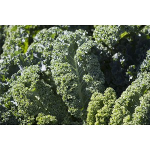 Jarmuż Starbor F1 wygląd