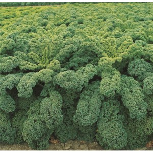 Jarmuż Winterbor F1 wygląd