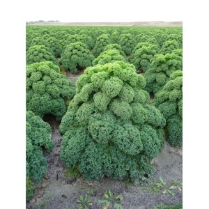 Jarmuż Oldenbor F1 wygląd