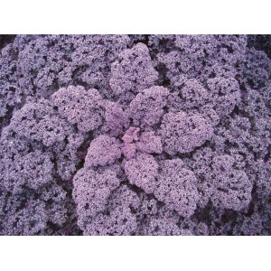 Jarmuż Redbor F1 wygląd