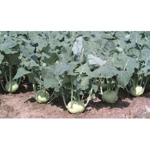 Kalarepa Konmar F1 wygląd