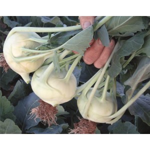 Kalarepa Kordial F1 wygląd