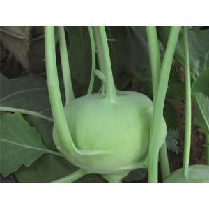 Kalarepa Konan F1 wygląd