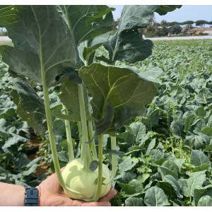 Kalarepa Kondor F1 wygląd