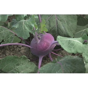 Kalarepa Kolibri F1(fioletowa) wygląd