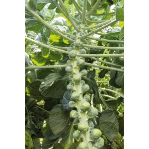 Kapusta brukselska Speedia F1 wygląd