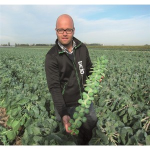 Kapusta Brukselska Marte F1 wygląd