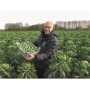 Kapusta brukselska Sofia F1 wygląd