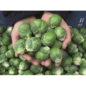 Kapusta brukselska Divino F1 wygląd