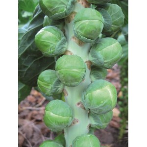 Kapusta brukselska Neptuno F1 wygląd