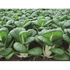 Kapusta Chińska Bopak F1 wygląd