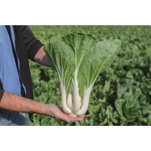 Kapusta Chińska Compak F1 wygląd