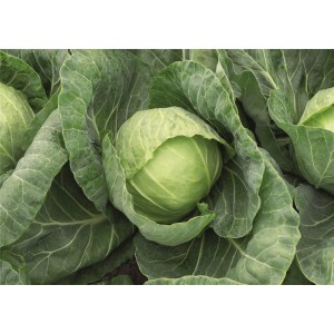 Kapusta głowiasta biała Ranini F1 wygląd