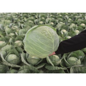 Kapusta głowiasta biała Conqueror F1 wygląd