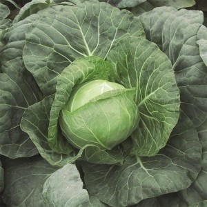 Kapusta głowiasta biała Parel F1 wygląd