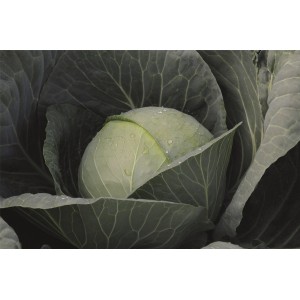 Kapusta głowiasta biała Gazebo F1 wygląd