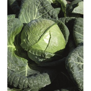 Kapusta głowiasta biała Padoc F1 wygląd