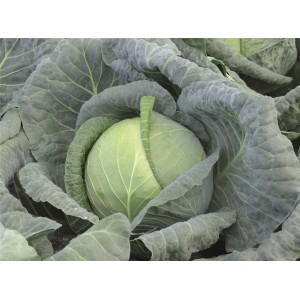 Kapusta głowiasta biała Almanac F1 wygląd