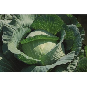 Kapusta głowiasta biała Nokta F1 wygląd