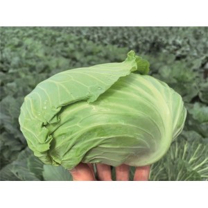 Kapusta głowiasta biała Respecta F1 wygląd