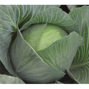 Kapusta głowiasta biała Impala F1 wygląd