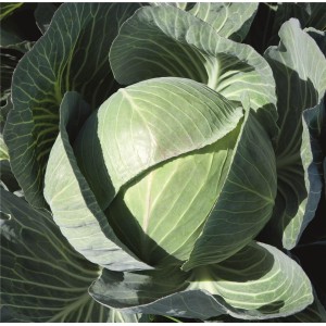 Kapusta głowiasta biała Counter F1 wygląd