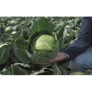 Kapusta głowiasta biała Amazon F1 wygląd