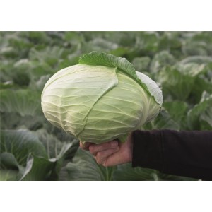 Kapusta głowiasta biała Palamut F1 wygląd