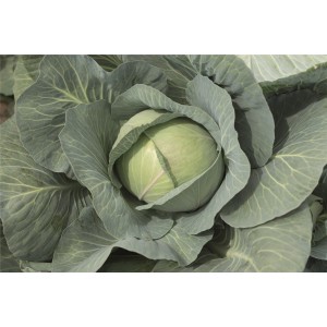 Kapusta głowiasta biała Reaction wygląd